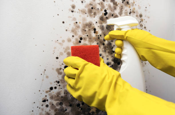 Best Office Mold Removal Services  in Assumption, IL